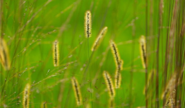 草视频,揭秘短视频时代的魅力与挑战